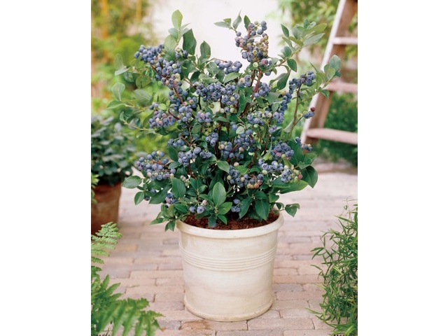 凄い、って！ブルーベリーの木 約1.5メートル 開花中！ 凄い、って！ブルーベリーの木 約1.5メートル 開花中！ 苗木