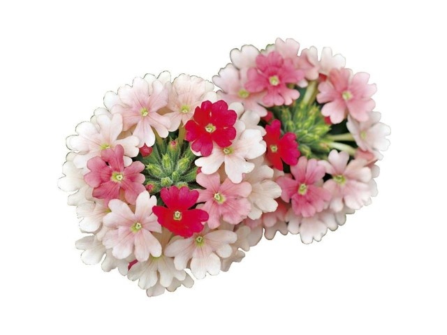 花の大和 スーパーベナ ピーチメルバ 1株| コープこうべネット