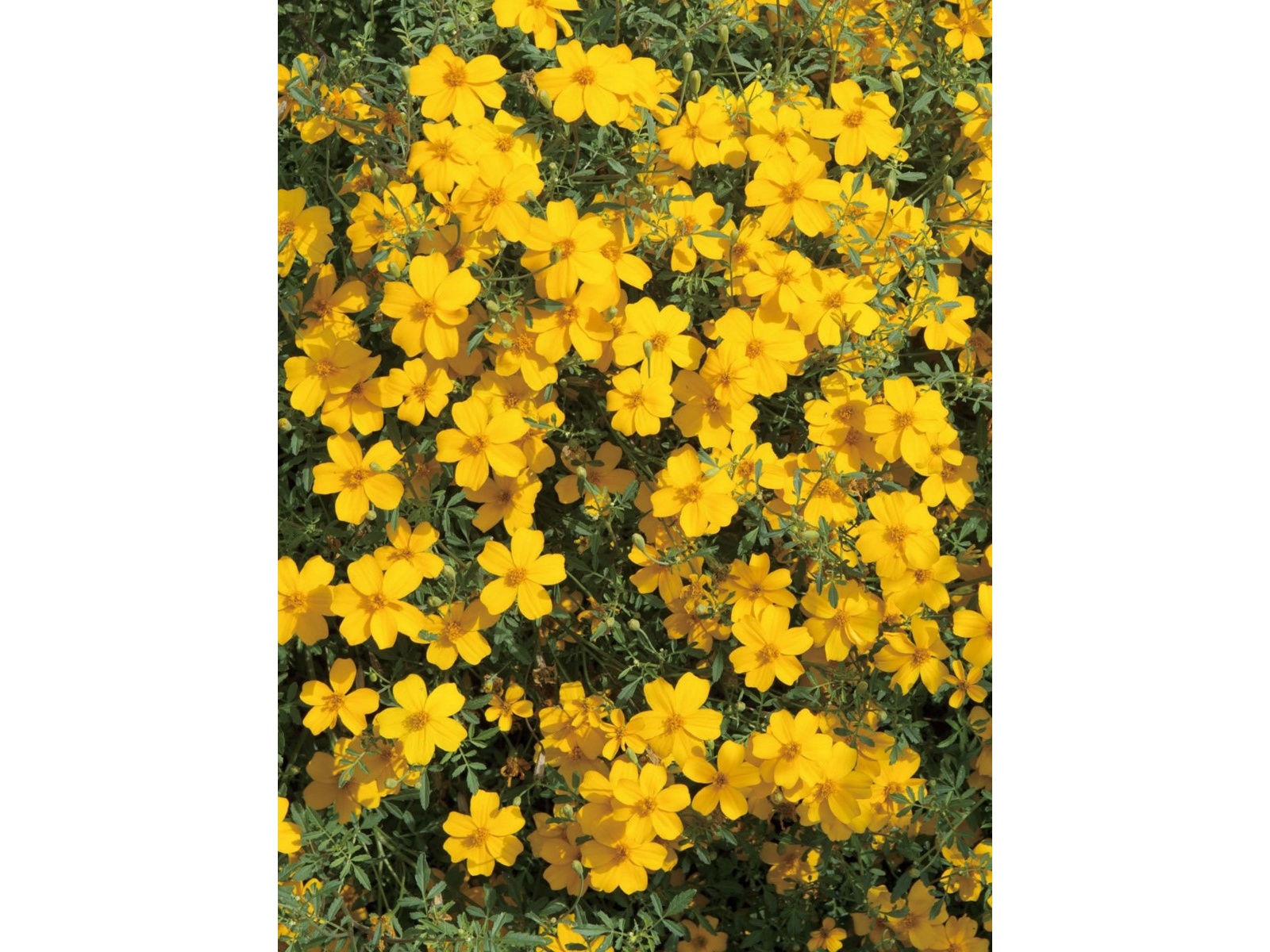 花の大和 タゲテス ゴールドメダル 1株| コープこうべネット