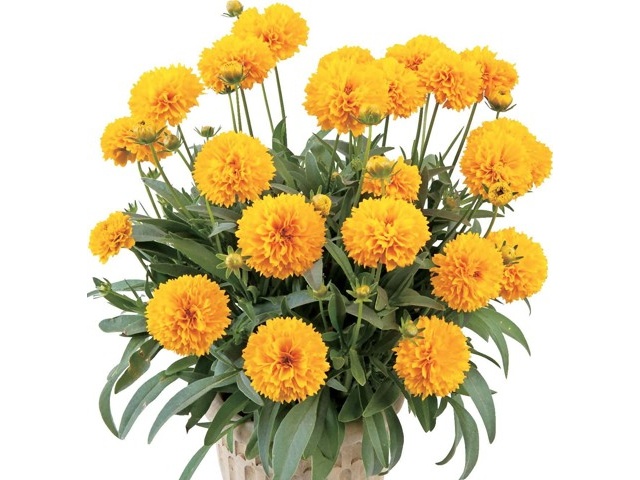 宿根コスモス類問い合わせ 楽天市場】【コスモスの種】アーリーミックス【サカタのタネ