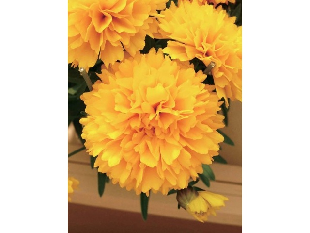 花の大和 八重咲き宿根コスモス ゴールデンスフィアー 1株| コープ