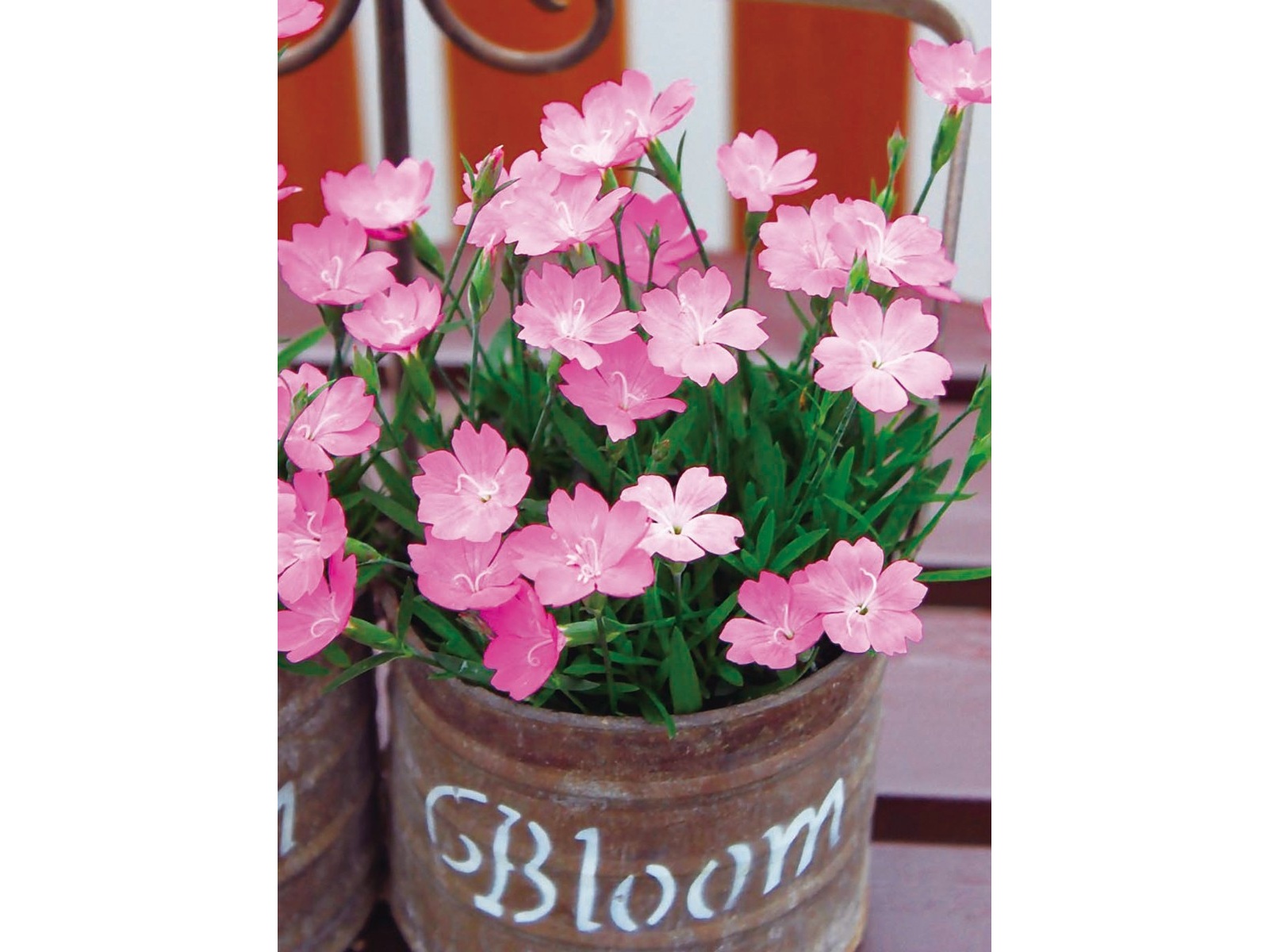 花の大和 四季咲き芳香なでしこ さくら 1株| コープこうべネット