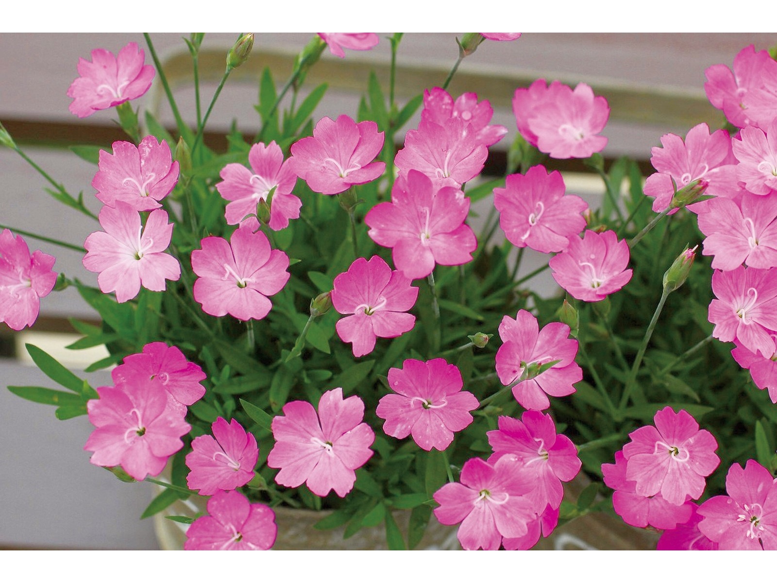 花の大和 四季咲き芳香なでしこ さくら 1株| コープこうべネット