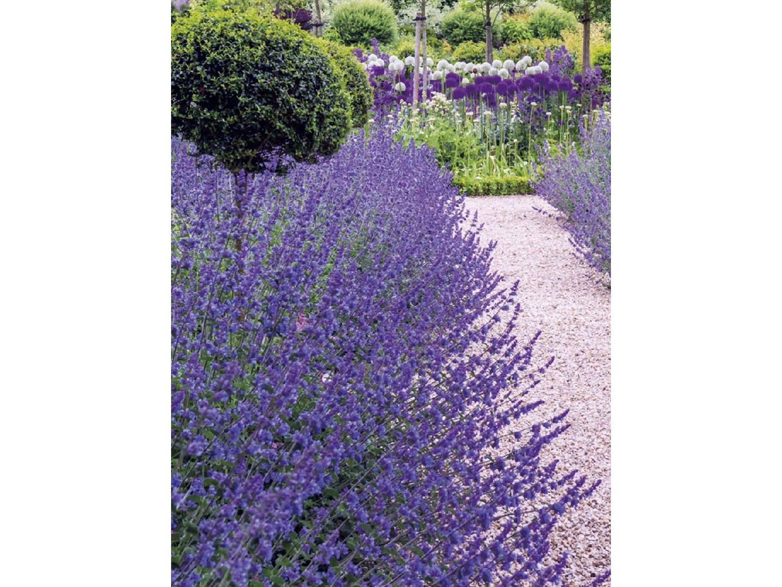 花の大和 ネペタ シックスヒルズジャイアント 1株| コープこうべ