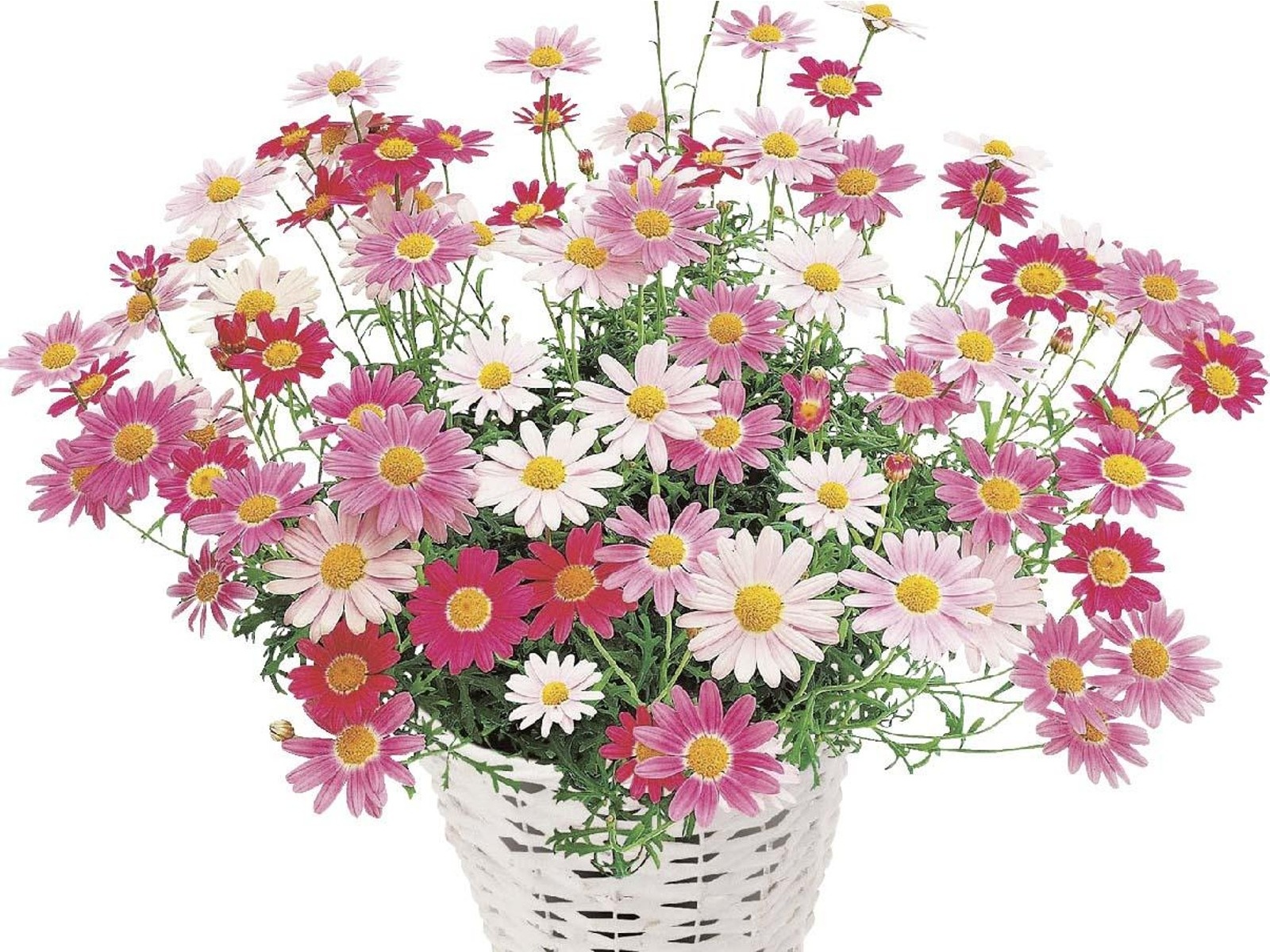 花の大和 マーガレット ストロベリーホイップ 1株| コープこうべネット