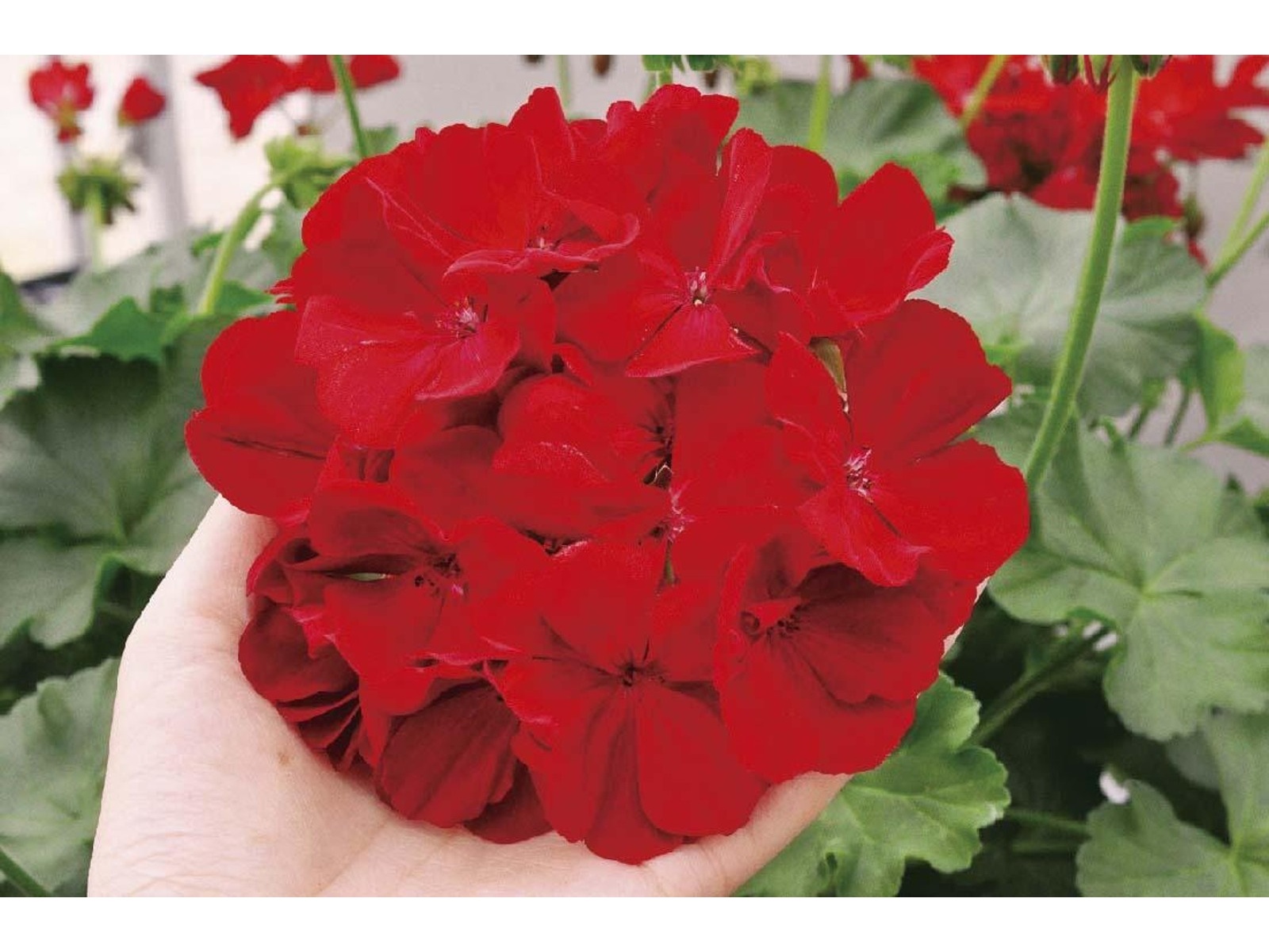 花の大和 スーパーゼラニウム チャンピオンレッド 1株| コープ