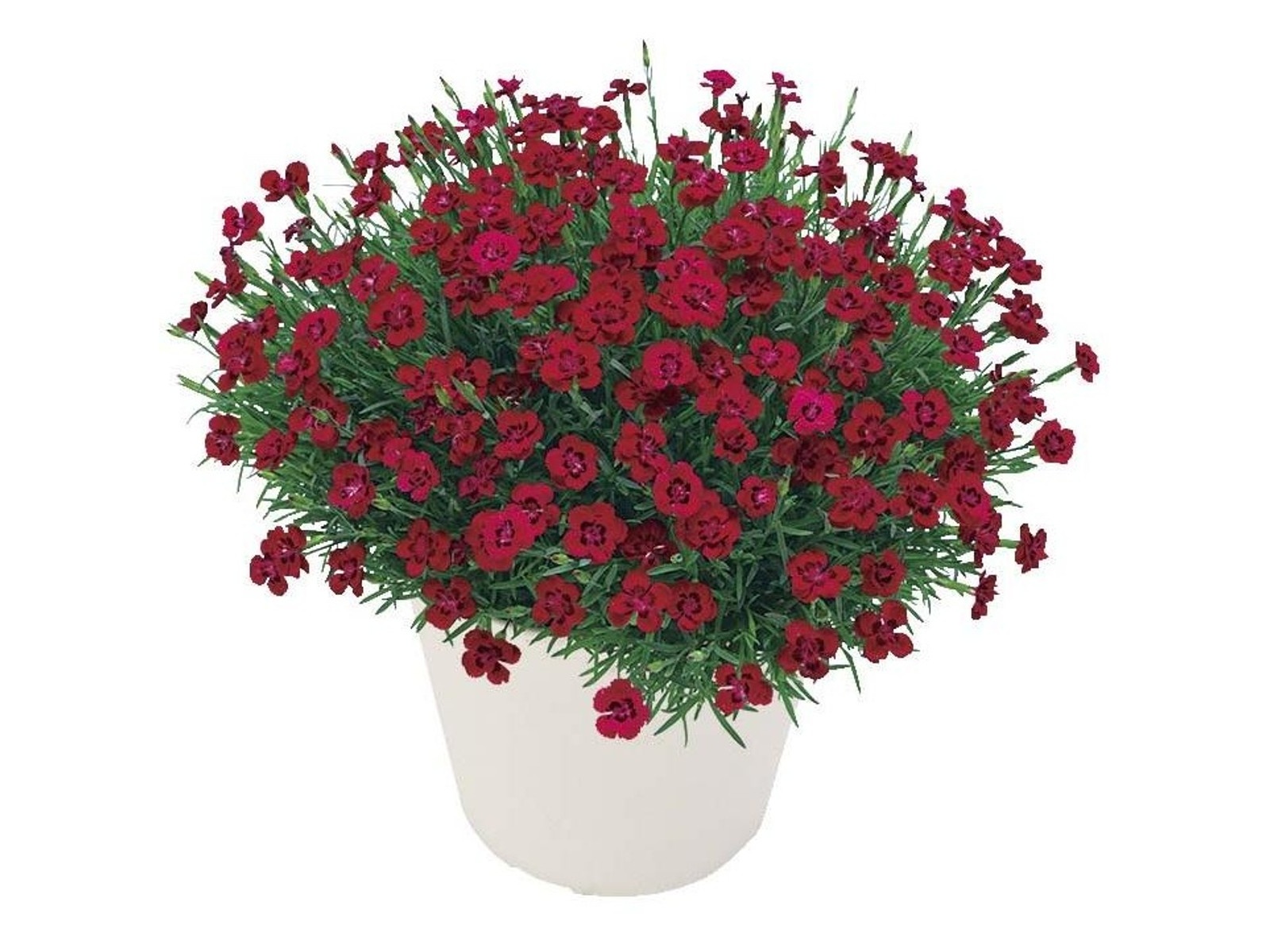 ♯iom13ALシューフルールchou-fleurハッピーアソート全6種 chouchou fleur シュシュフルール ～永遠に残せる花 ブライダル