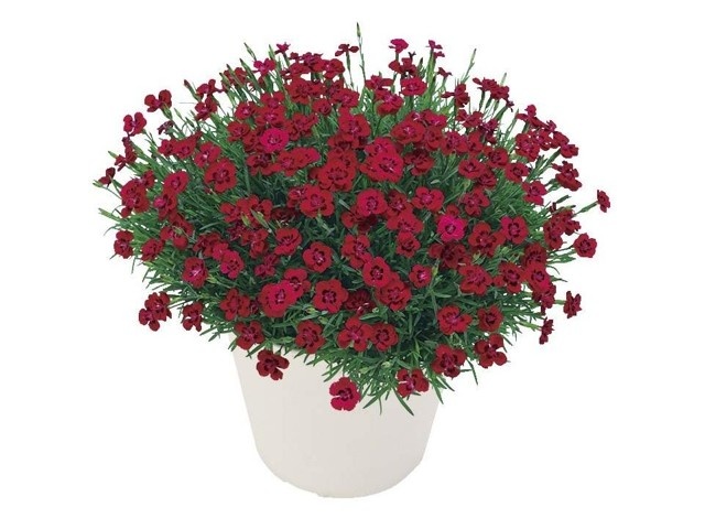 ♯iom13ALシューフルールchou-fleurハッピーアソート全6種 ♯iom13ALシューフルールchou-fleurハッピーアソート全6種