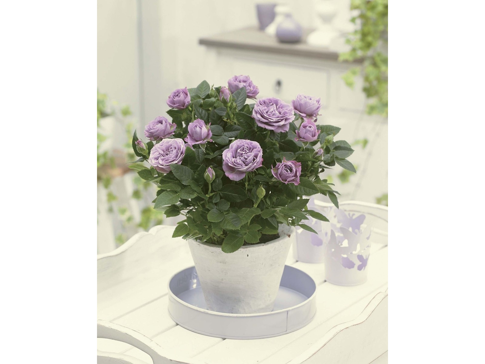 花の大和 ミニバラ ラベンダーコルダナ 1株| コープこうべネット