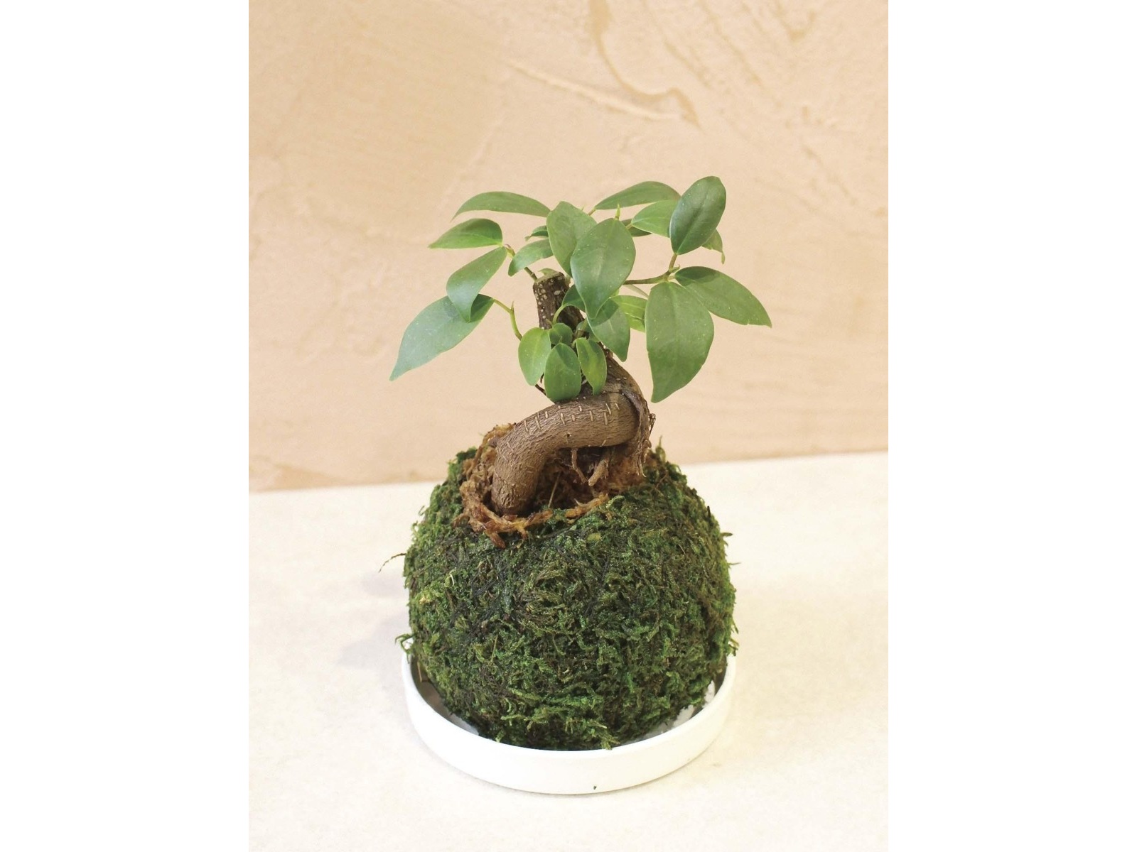 花の大和 ミニ苔玉 ガジュマル 1コ | コープこうべネット