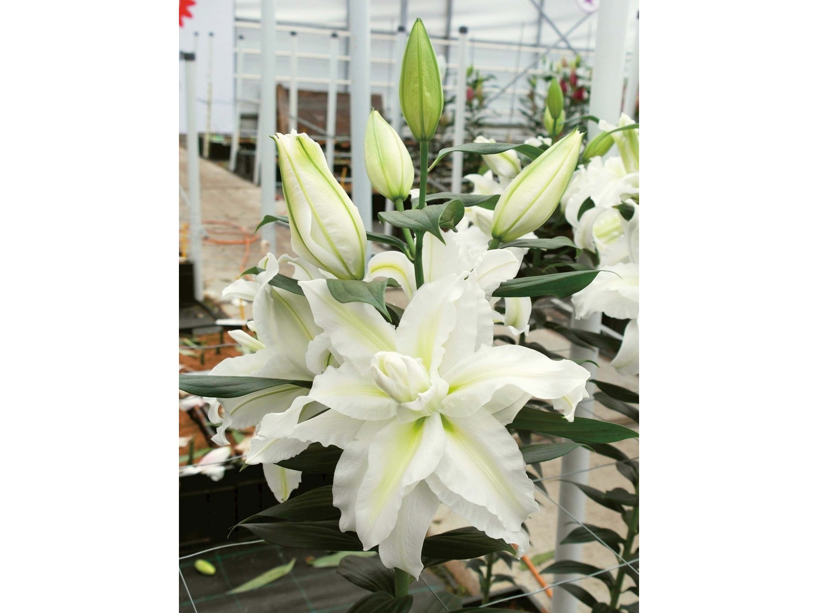 花の大和 八重咲きカサブランカ 2球| コープこうべネット