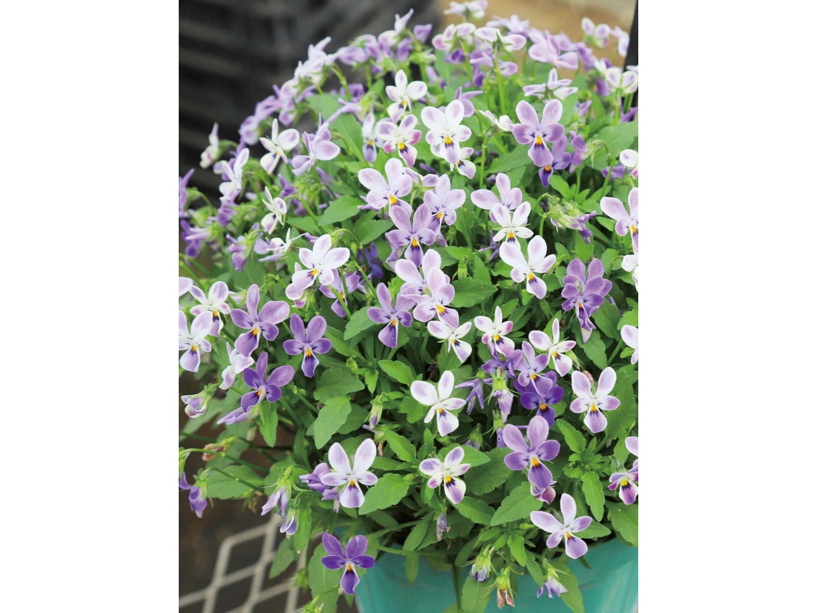 小紋　フルセット　雪輪　葉　ヒラヒラ　可愛らしい　紫色　お散歩　お出掛け　P3 TOPTOY Sanrio Kuromi Werewolves Of Miller's Hollow Series