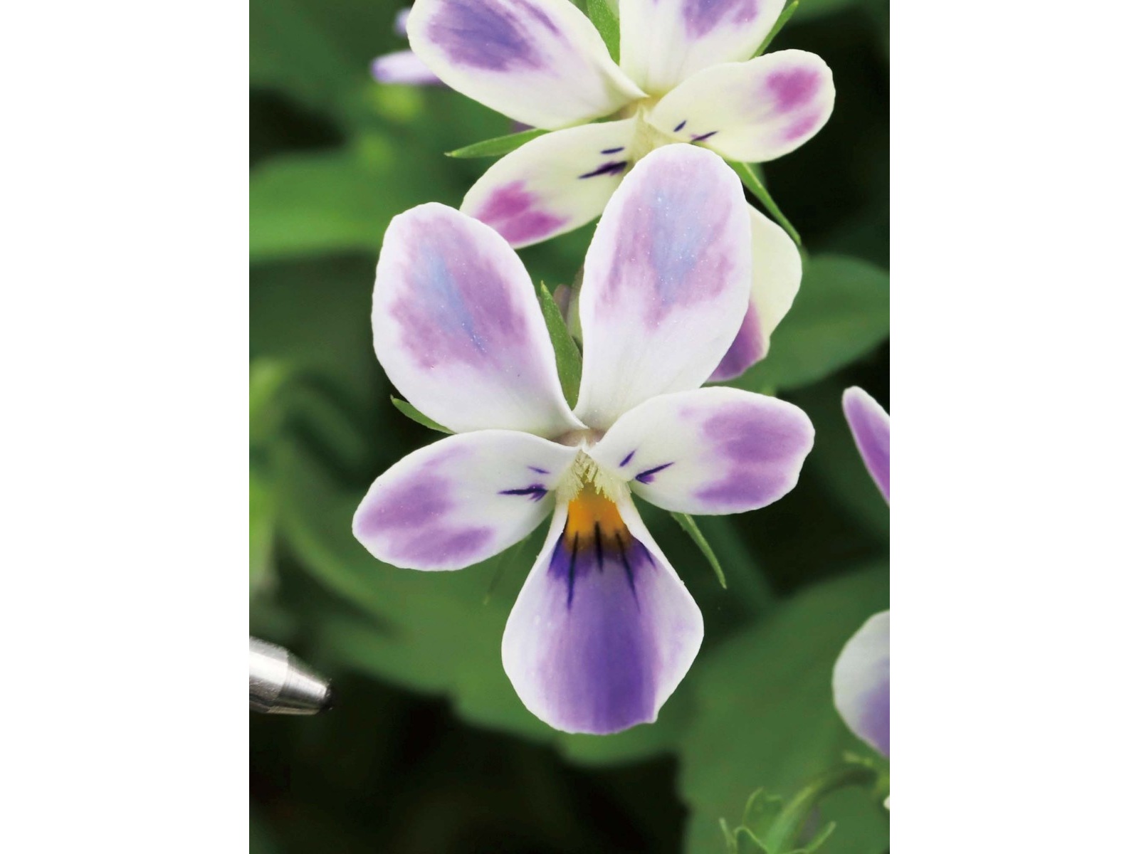 小紋　フルセット　雪輪　葉　ヒラヒラ　可愛らしい　紫色　お散歩　お出掛け　P3 七五三(7歳女児結び帯)7882正絹 パープルラメ 洋花 | 着物レンタルの