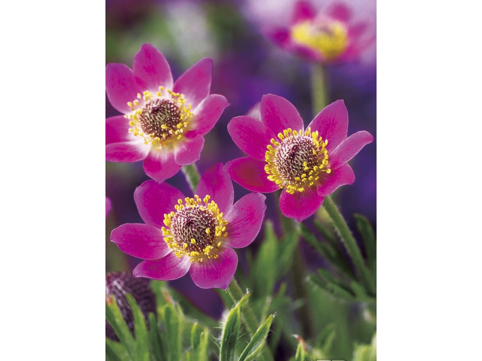 花の大和 宿根アネモネ ムルチフィダルブラ 1株| コープこうべネット