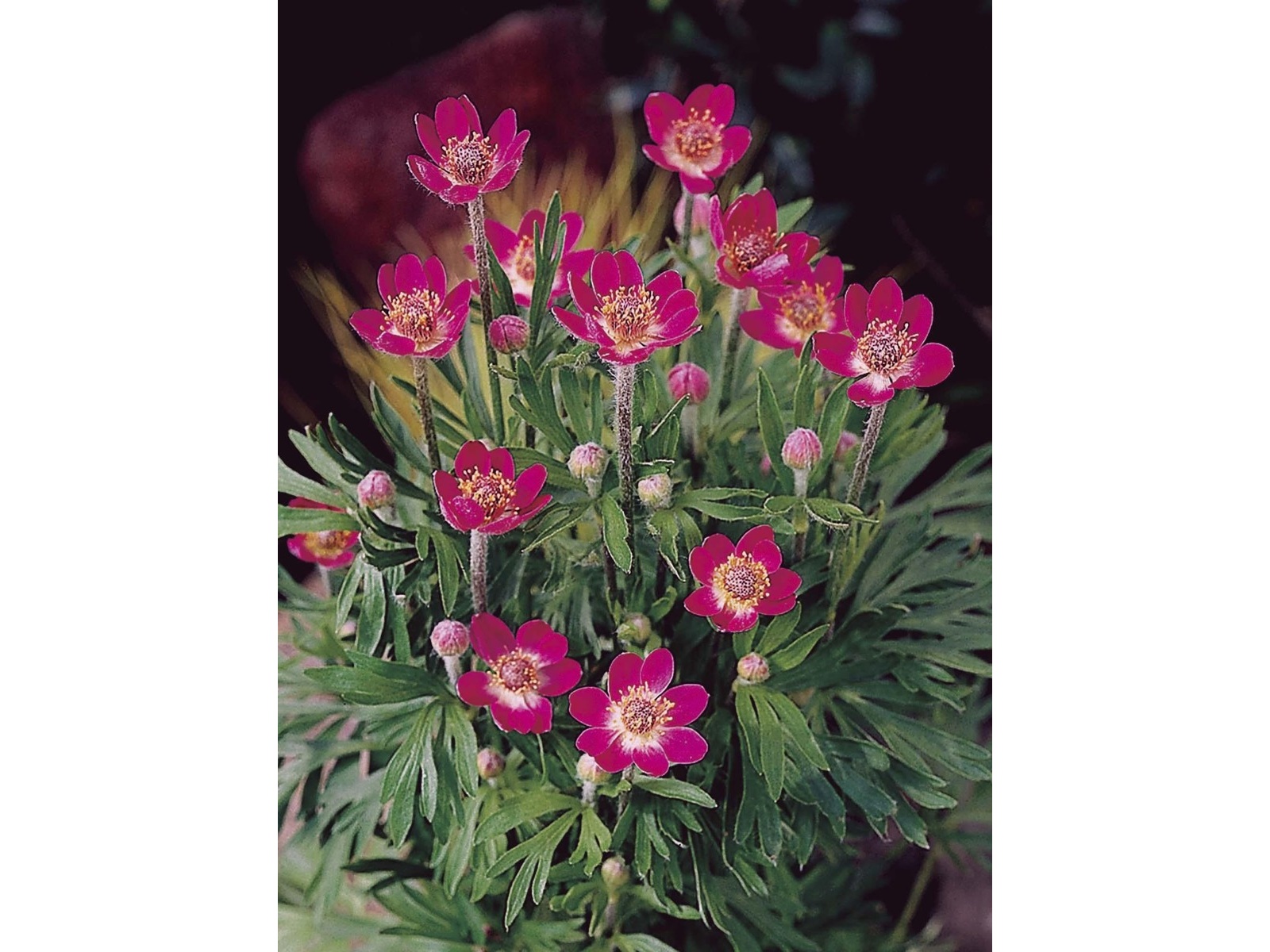 花の大和 宿根アネモネ ムルチフィダルブラ 1株| コープこうべネット