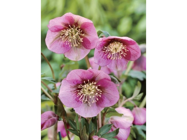 花の大和 クリスマスローズ きまぐれピンク系 1株| コープこうべネット