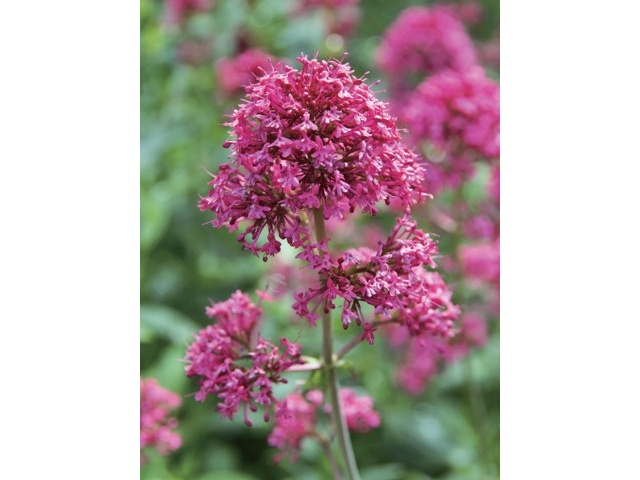 pyoru■5フラワー、ロックローズ、アスペン、スクレランサス、ウィロー pyoru□5フラワー、ロックローズ、アスペン、スクレランサス