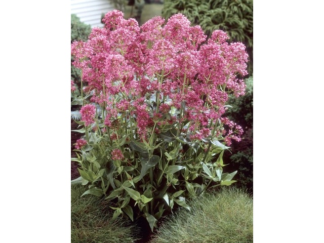 花の大和 セントランサス ローゼンロット（ローズレッド） 1株