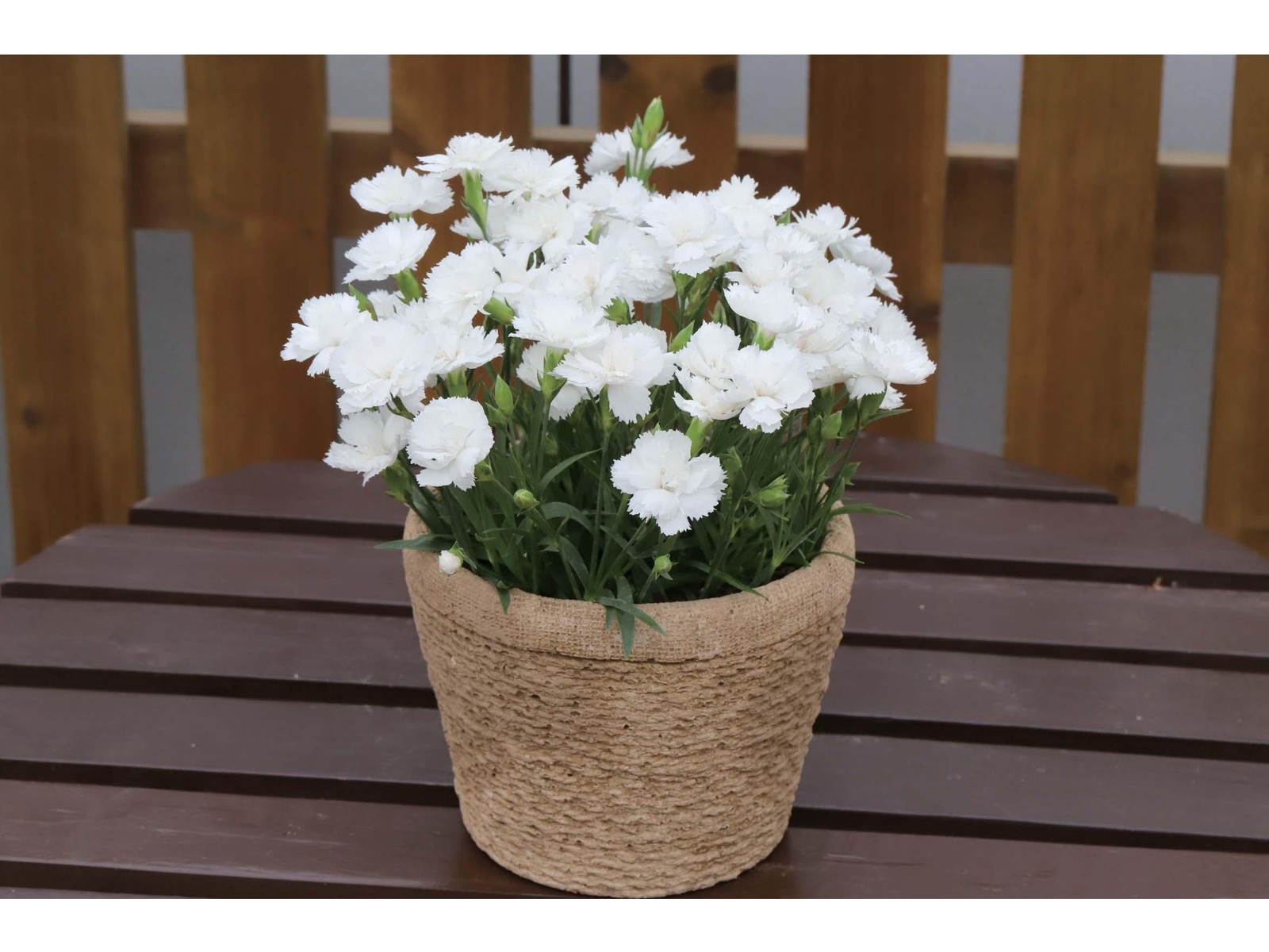 花 ～白出品 花の大和 四季咲き芳香なでしこシルキーホワイト 1株| コープこうべネット