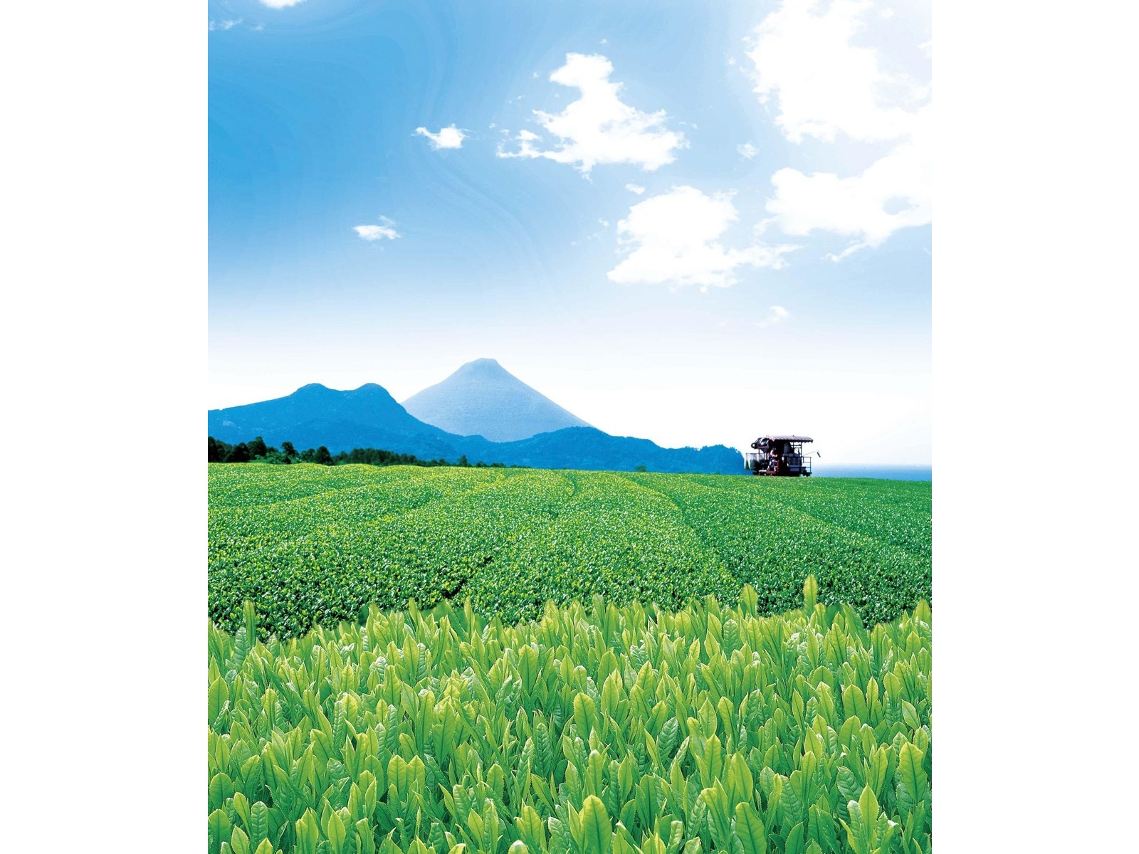 赤堀商店 ちらん茶特香煎茶 100g| コープこうべネット