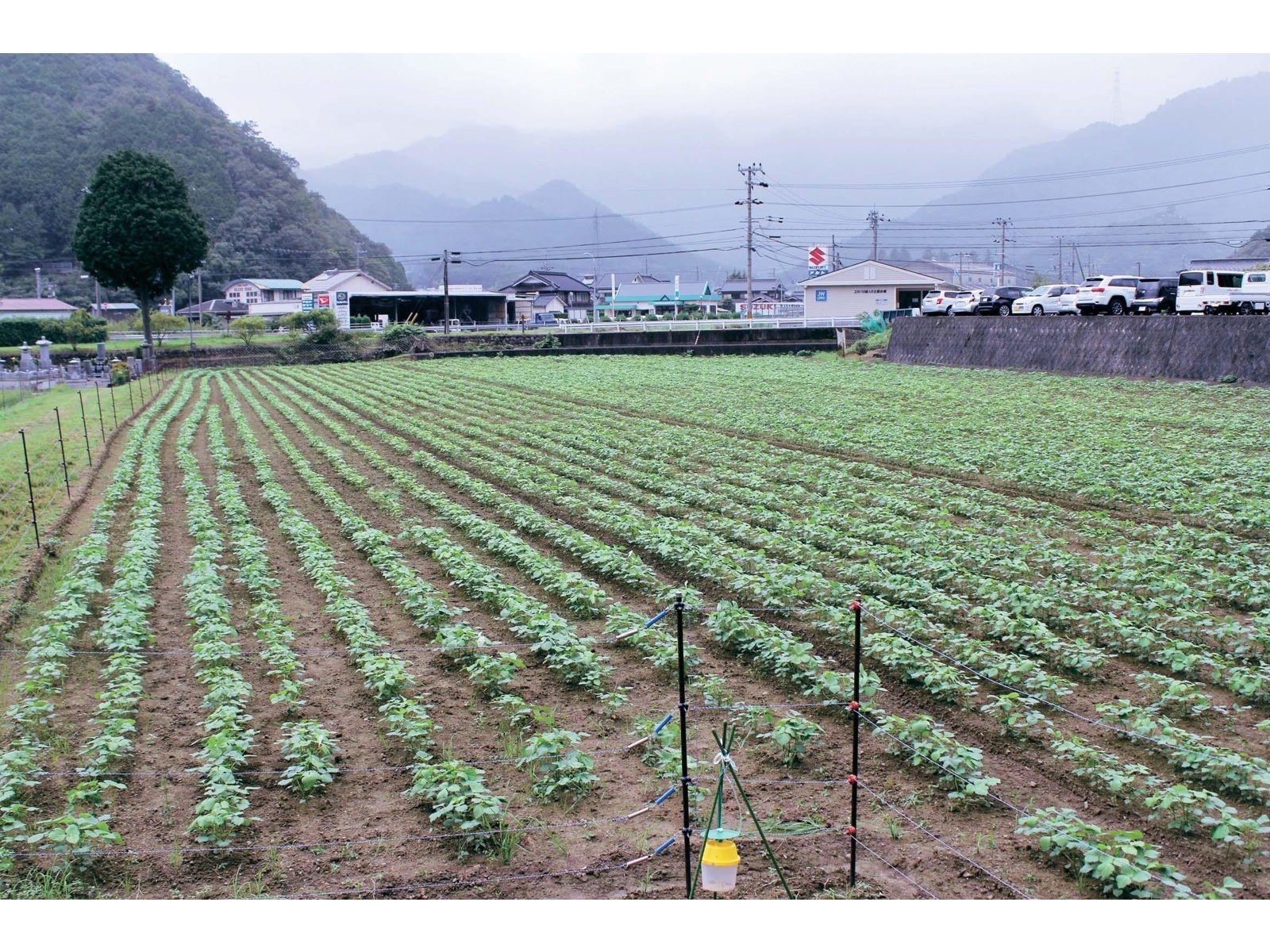 高田種苗 兵庫県産丹波大納言小豆極大粒 200g| コープこうべネット 高田種苗 兵庫県産丹波大納言小豆極大粒 200g| コープこうべネット