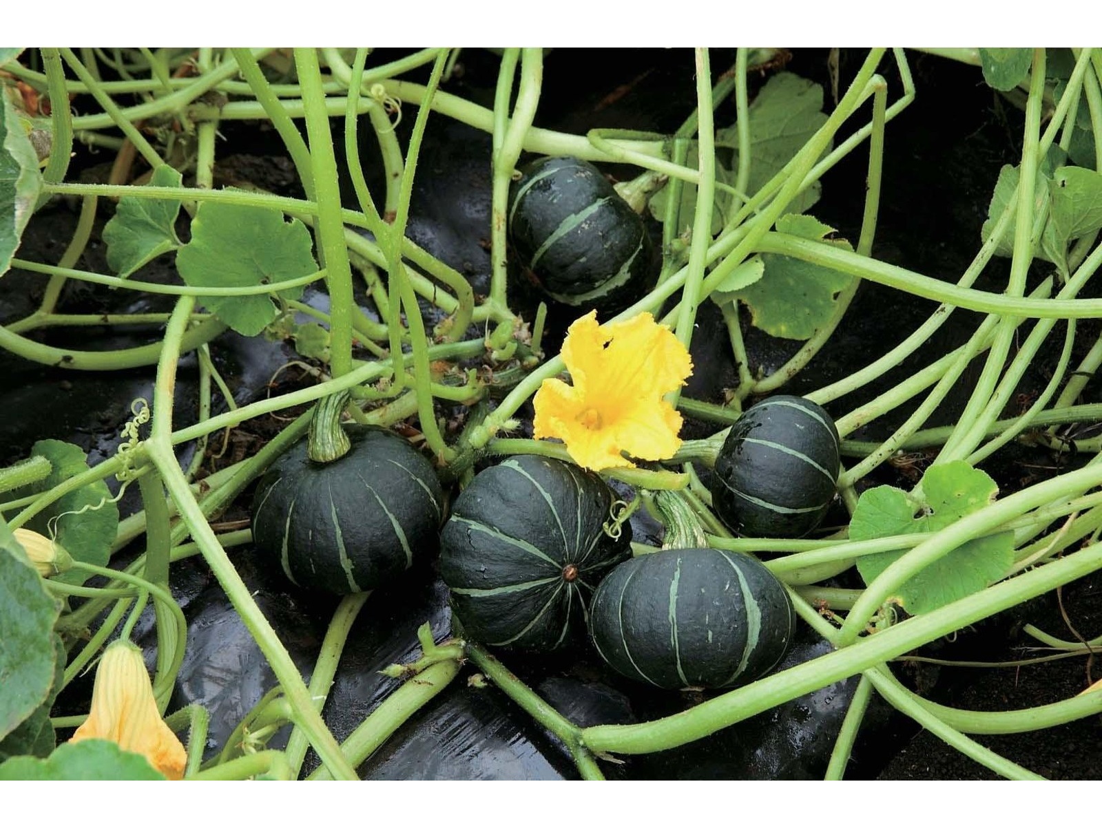 高田種苗 手のひらサイズのミニ栗カボチャ タネ・1袋 | コープこうべ