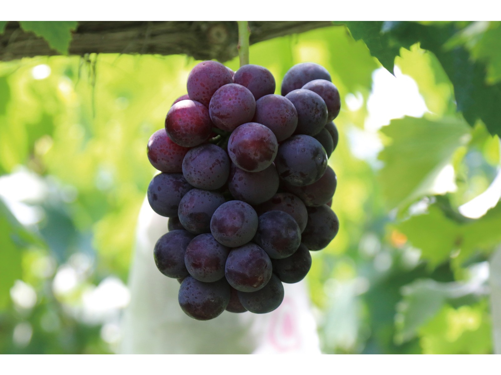 全国農協食品 兵庫県産 豊岡ぶどうグミ 40g| コープこうべネット