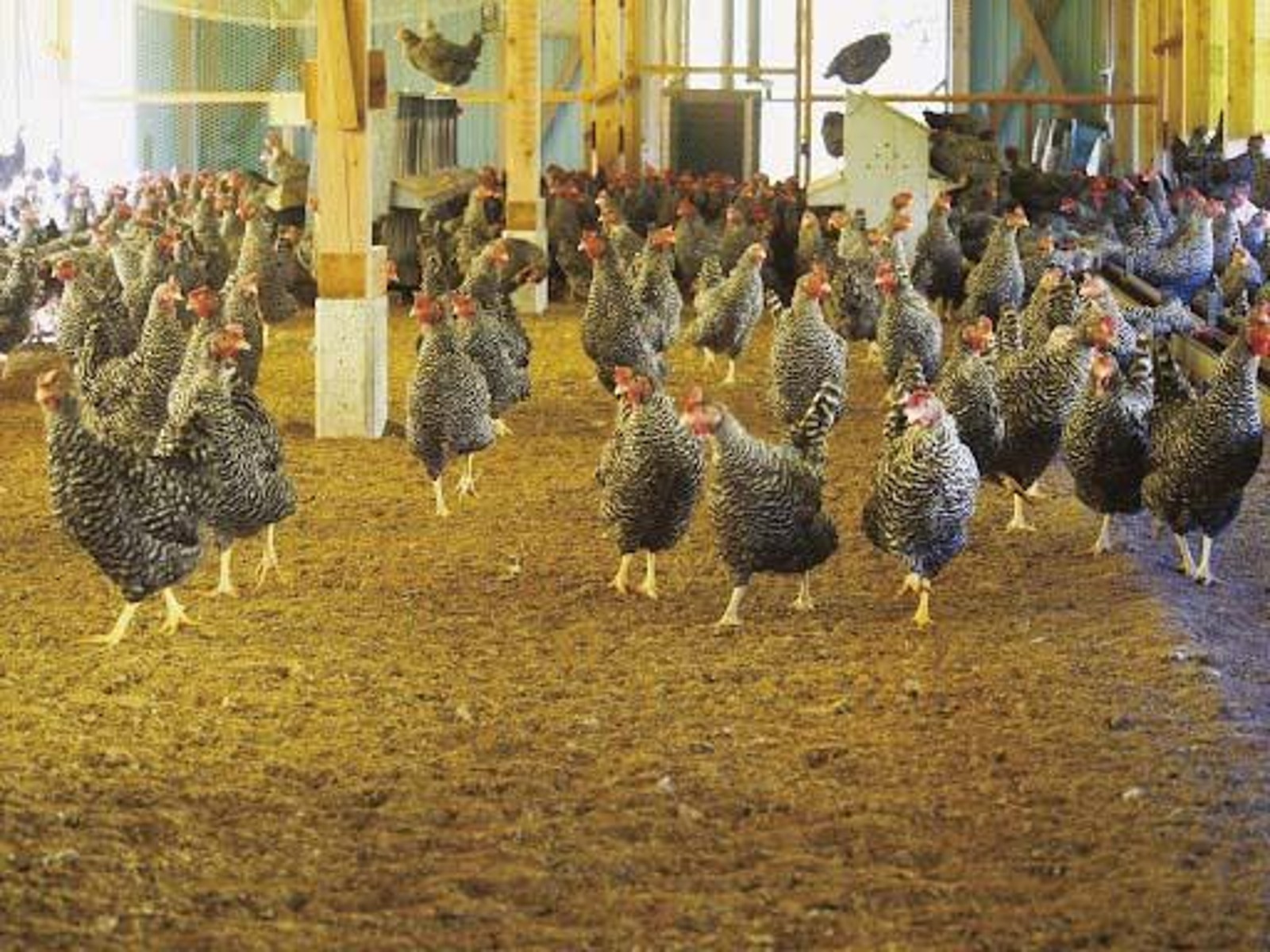 サステナブルエッグ 6玉入| コープこうべネット