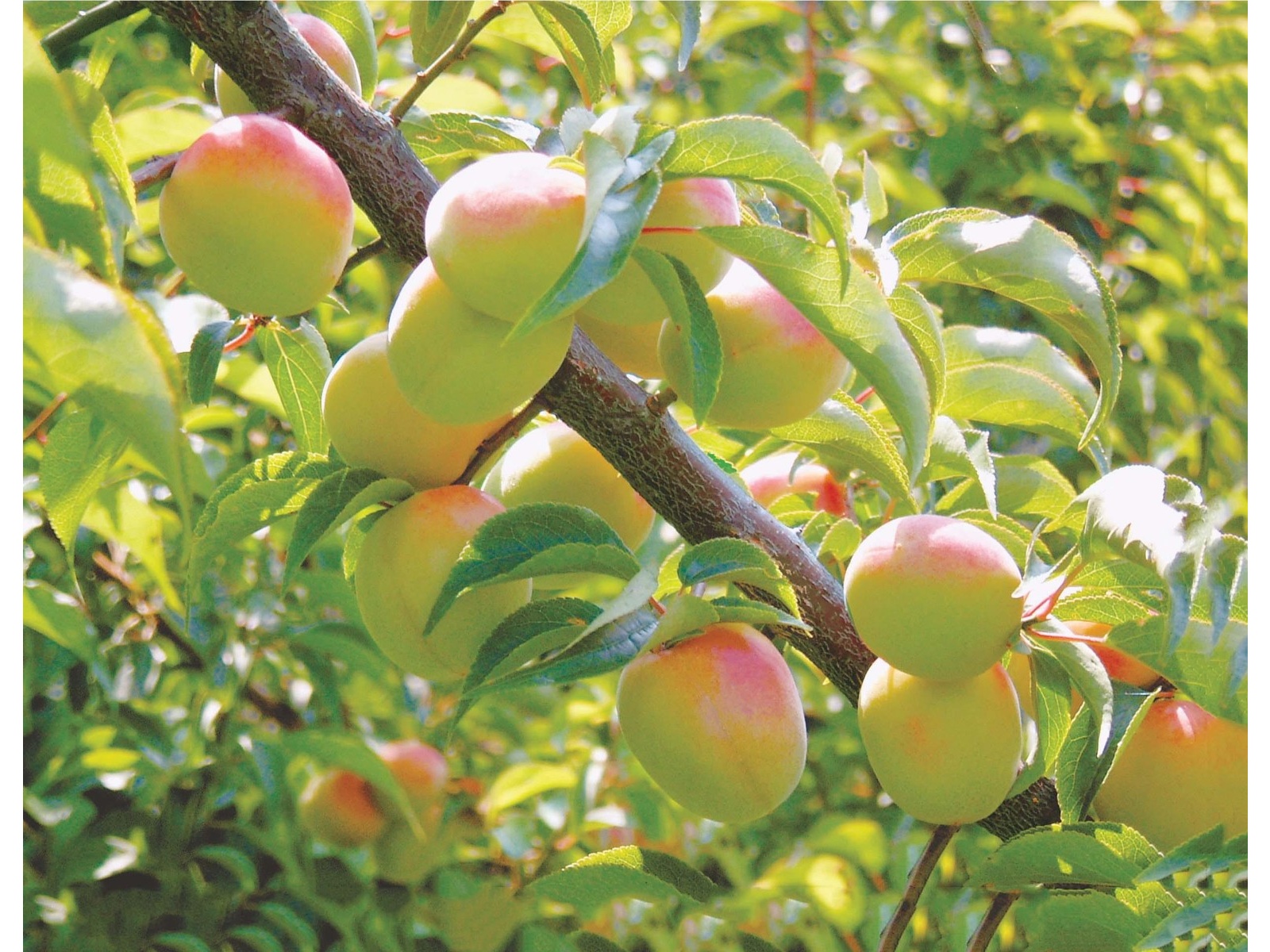 JAわかやま つぶれ梅甘口 500g＋100g| コープこうべネット