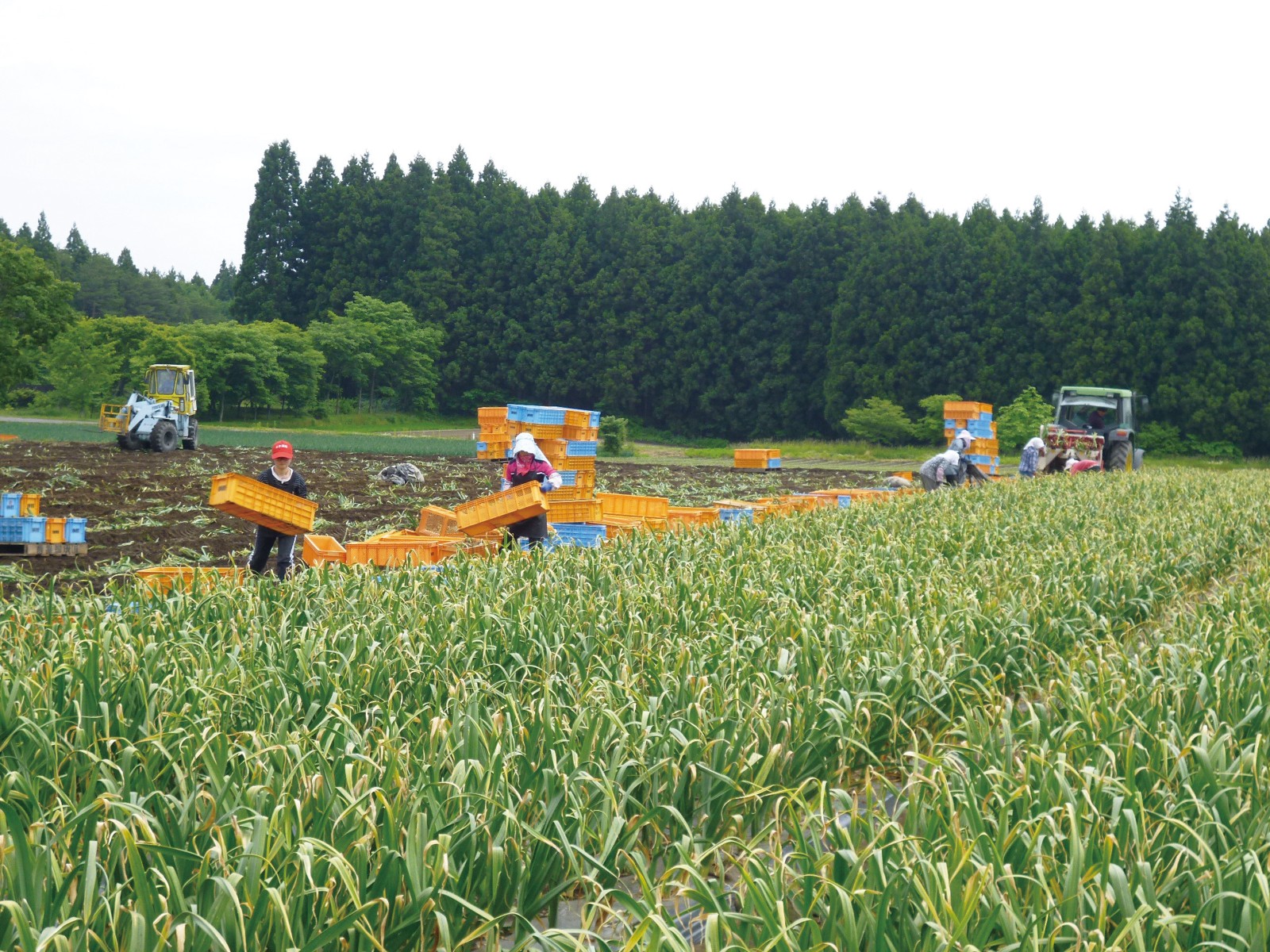 CO・OP 日本のきざみにんにく（青森県産） 70g| コープこうべネット