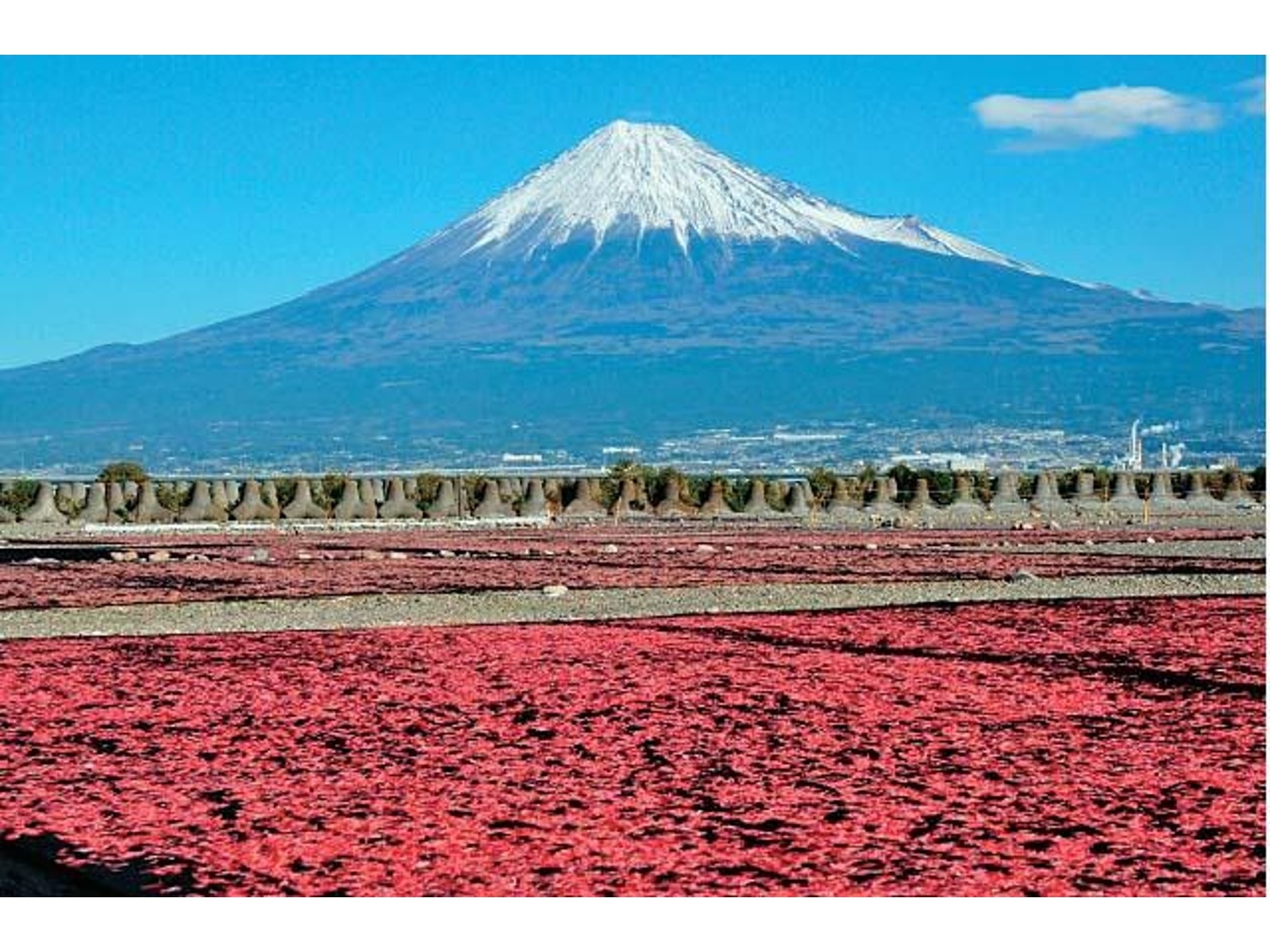 さかもと 駿河湾産 桜えび素干 14g| コープこうべネット さかもと 駿河湾産 桜えび素干 14g| コープこうべネット