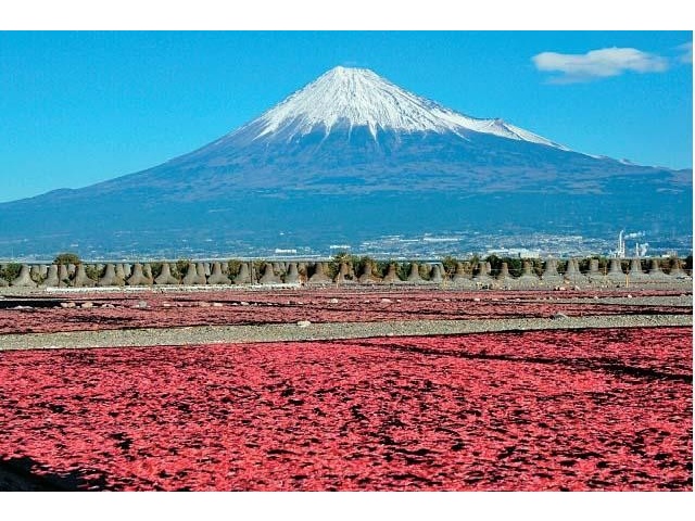 ♥桜空ちゃん専用♥　丸葉アリエールホワイトニングピンク斑入り ♥桜空ちゃん専用♥ 丸葉アリエールホワイトニングピンク斑入り