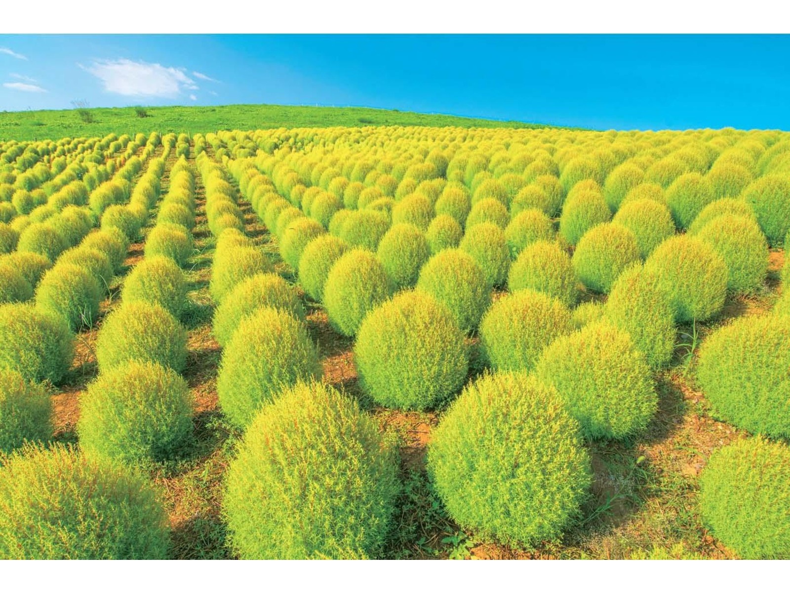 アタリヤ農園 コキア(ほうきぐさ) タネ・1袋 | コープこうべネット