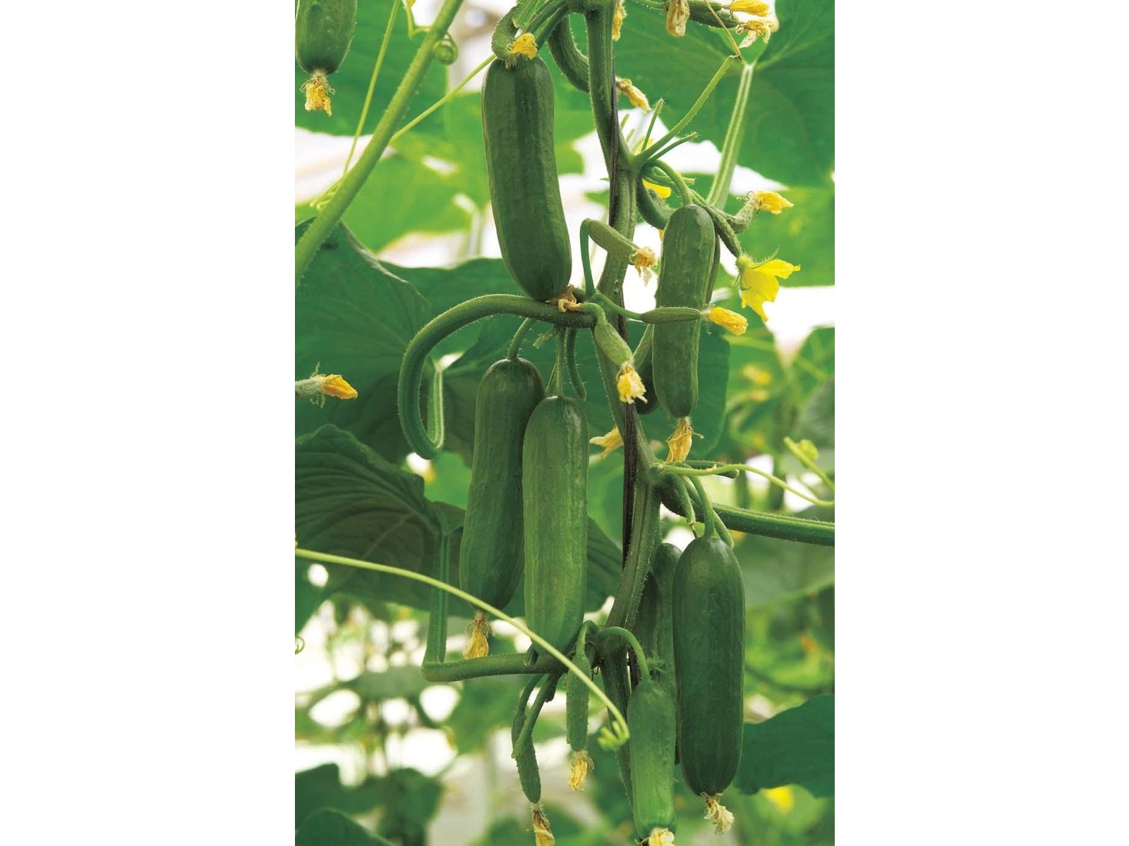 アカシア瘤杢造リ ミニ食蘢 小物入れ 桐箱入り