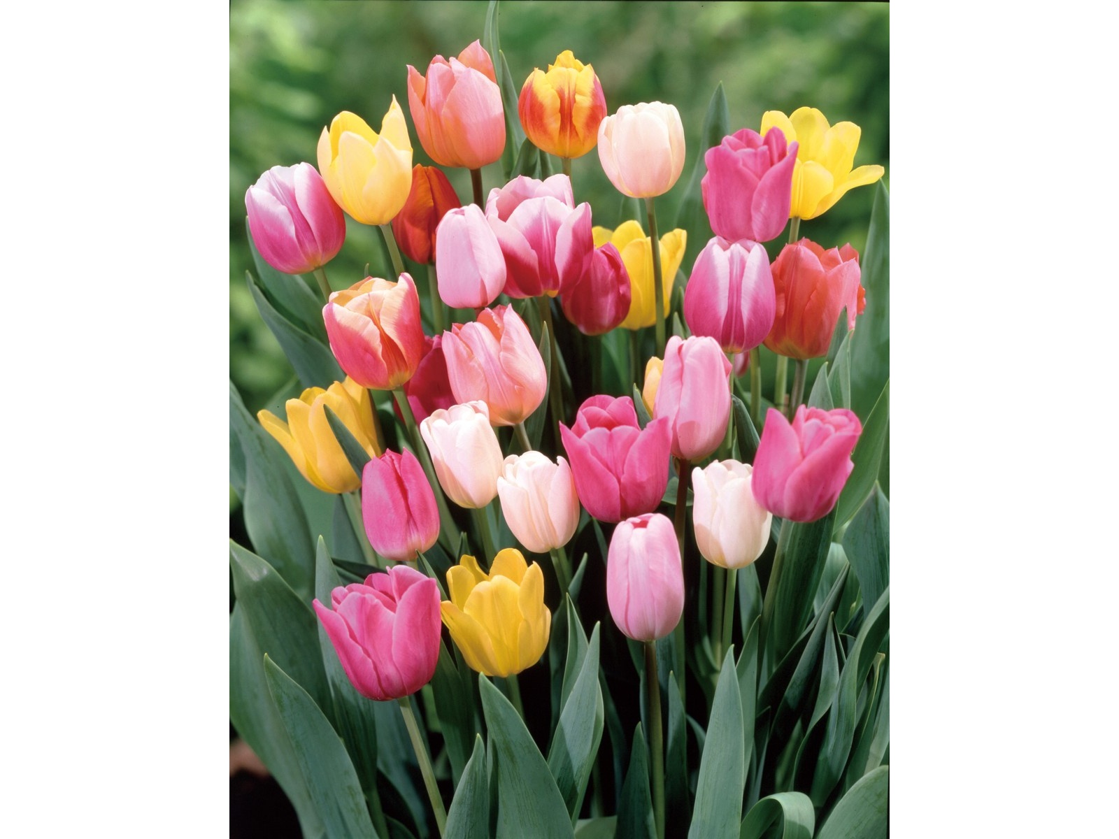 アタリヤ農園 チューリップの玉手箱 おまかせ 混合20球| コープこうべ