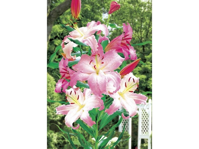 【⭐️ピン⭐️さま専用】　アカシア　栗百花　1000g 各1本 まんさくの花 巡米シリーズ 山田錦70 純米 1.8L さかや栗原