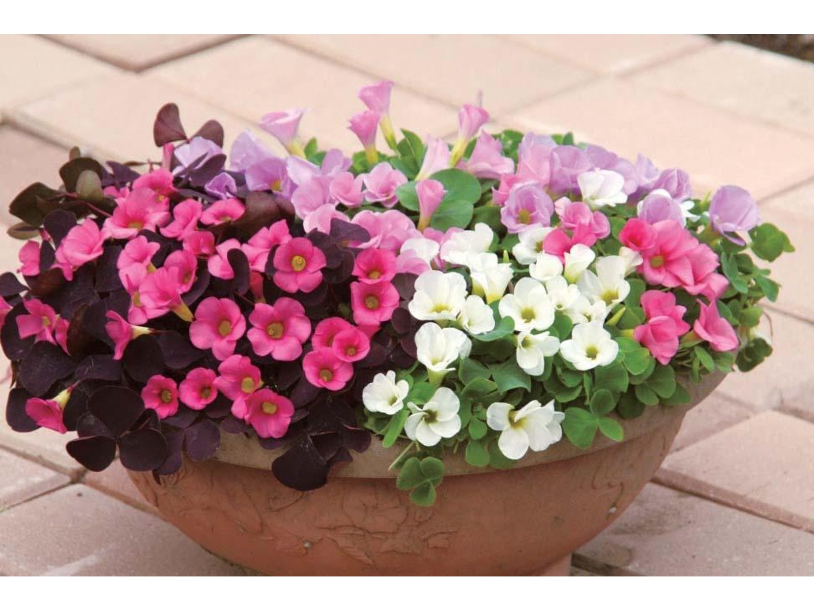 NO 189~中国の植木鉢か？分かりませんが鉢わ美しいが花わ難しい。 Amazon｜観葉植物 和風モダン 盆栽風苔仕立て 陶器鉢ミ二【1苗