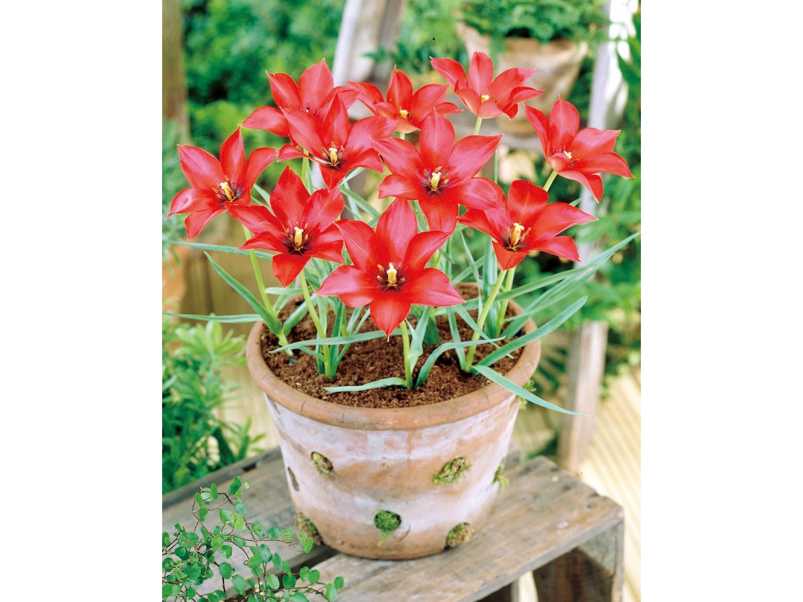 アタリヤ農園 花壇をふちどる スイートフラワー おまかせ 混合30球