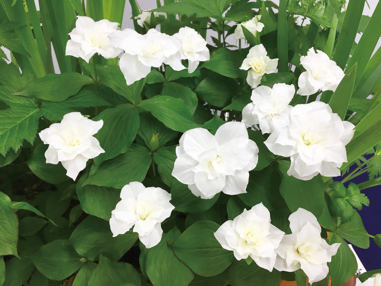 アタリヤ農園 八重咲き延齢草 1株| コープこうべネット