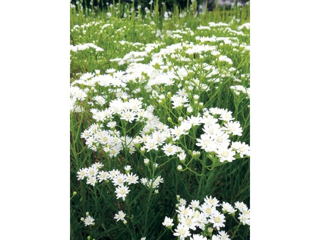 アタリヤ農園 雪白友禅菊 1株 | コープこうべネット