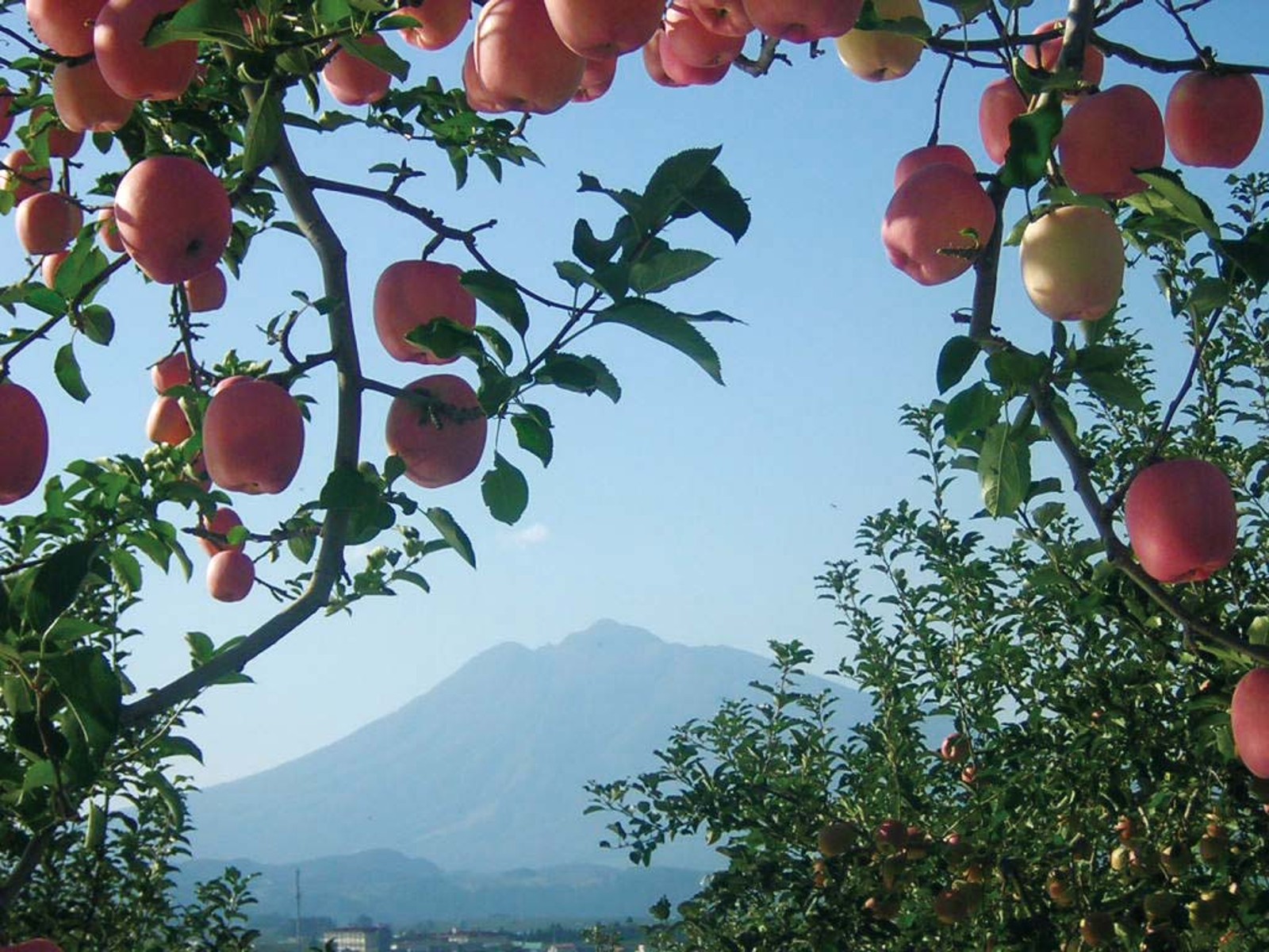 ゴールドパック サンパック りんごジュース 1L| コープこうべネット