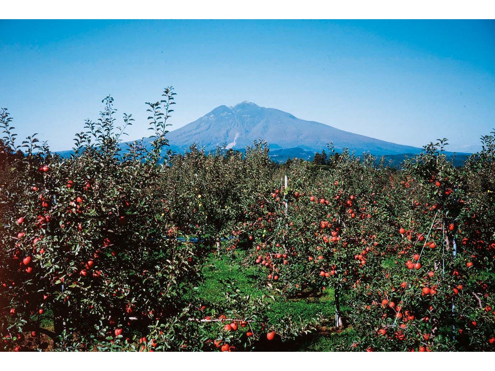 おまとめいちごりんご　ジューシーポークアンドベジ　 50g×12袋×２箱 おまとめいちごりんご様専用 ジューシーポークアンドベジ 50g×12