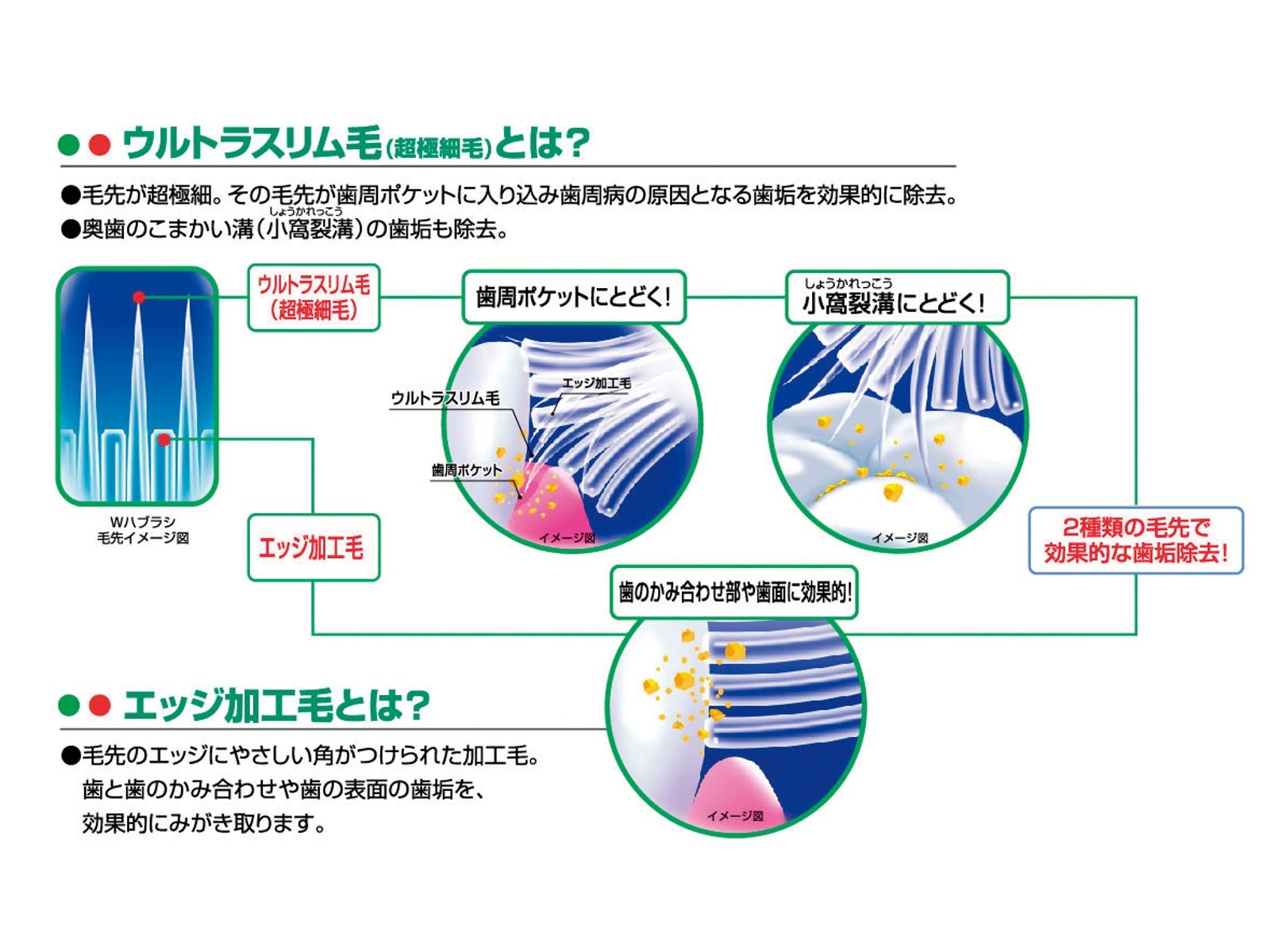 デンタルプロ ダブルハブラシ4列ふつう 6本組| コープこうべネット