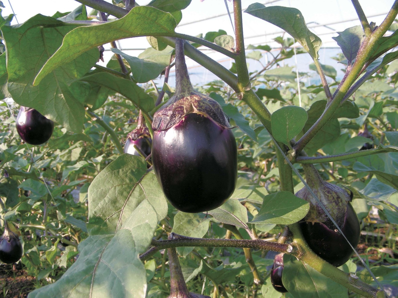 なす！ 藤原商店 水なす カット 120g| コープこうべネット