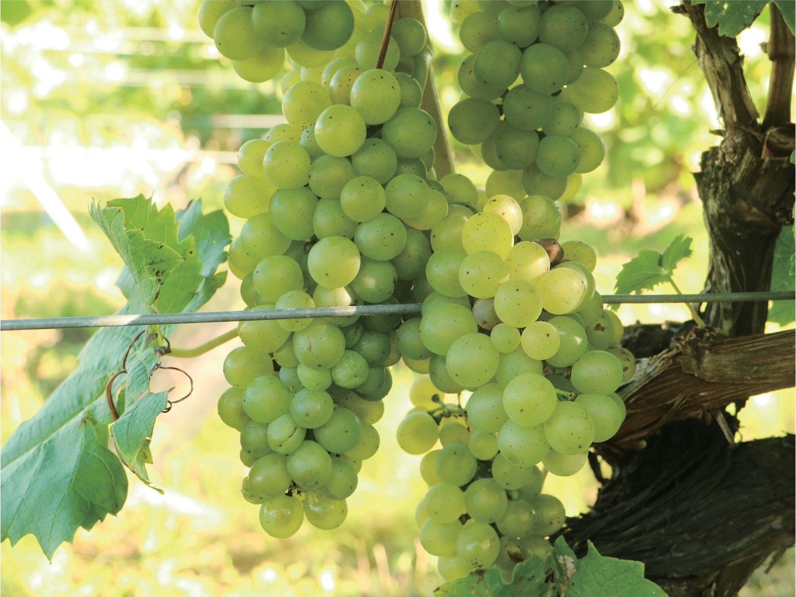 北海道ワイン 道内限定販売 おたるぶどうの季節 白・やや辛口 720ml