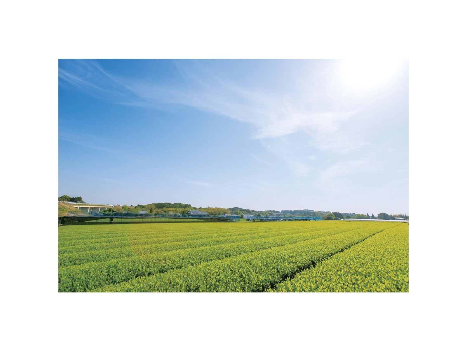 新緑園 宮崎煎茶 無名の強み 100g| コープこうべネット